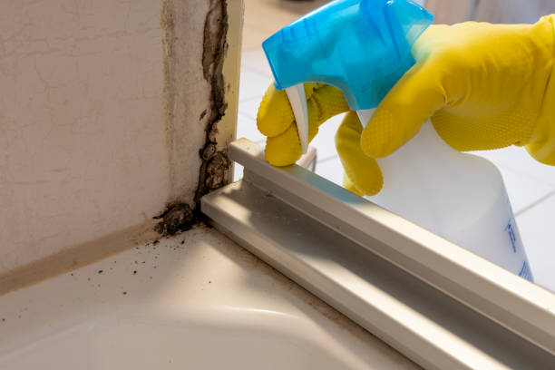 Best Mold Damage Repair  in Cross Plains, TN