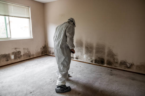 Best Attic Mold Removal  in Cross Plains, TN