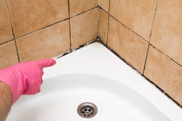 Best Fast Mold Removal  in Cross Plains, TN
